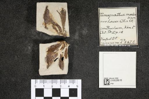 Tomognathus mordax Dixon F., 1850 - 010025615_L010097103