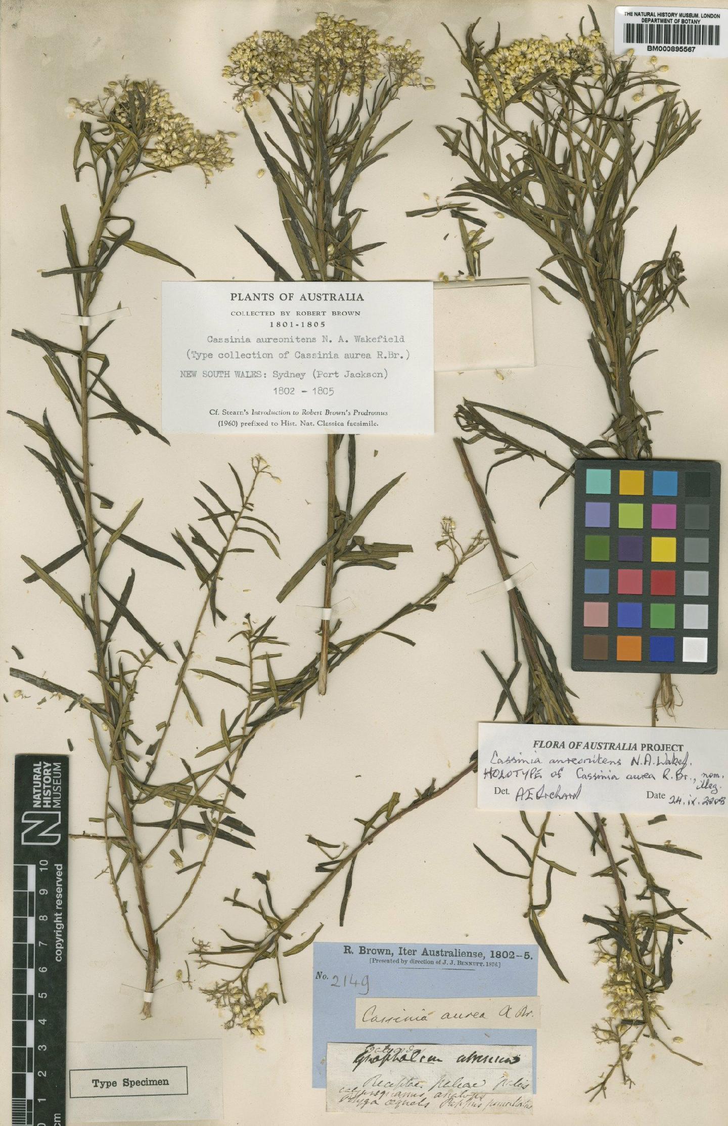 To NHMUK collection (Cassinia aureonitens N.A.Wakef.; Holotype; NHMUK:ecatalogue:500392)