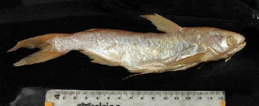 Aelurichthys isthmensis Regan, 1907 - 1877.5.31.7-8b; Aelurichthys isthmensis; lateral view; ACSI Project image