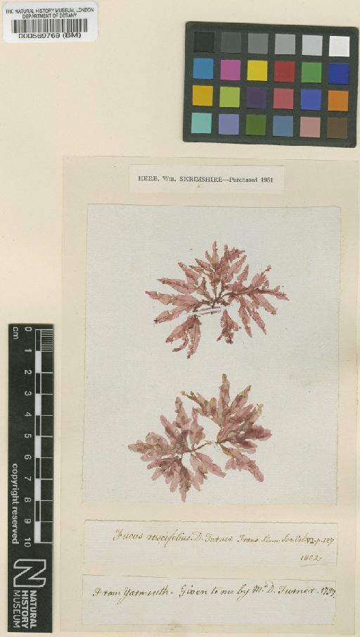 Apoglossum ruscifolium (Turner) J.Agardh - BM000569769