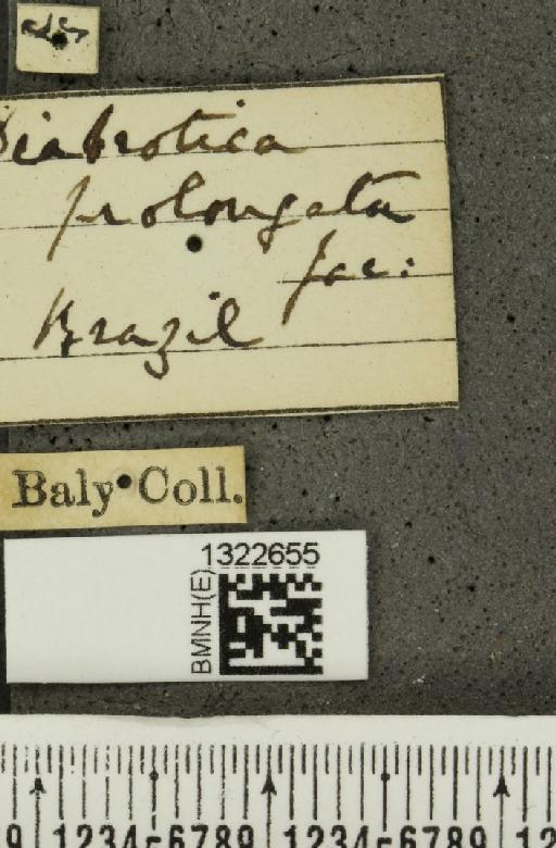 Paranapiacaba prolongata (Jacoby, 1882) - BMNHE_1322655_label_19521