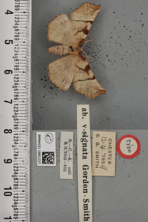 Selenia dentaria ab. v-signata Smith, 1950 - BMNHE_1881237_446582