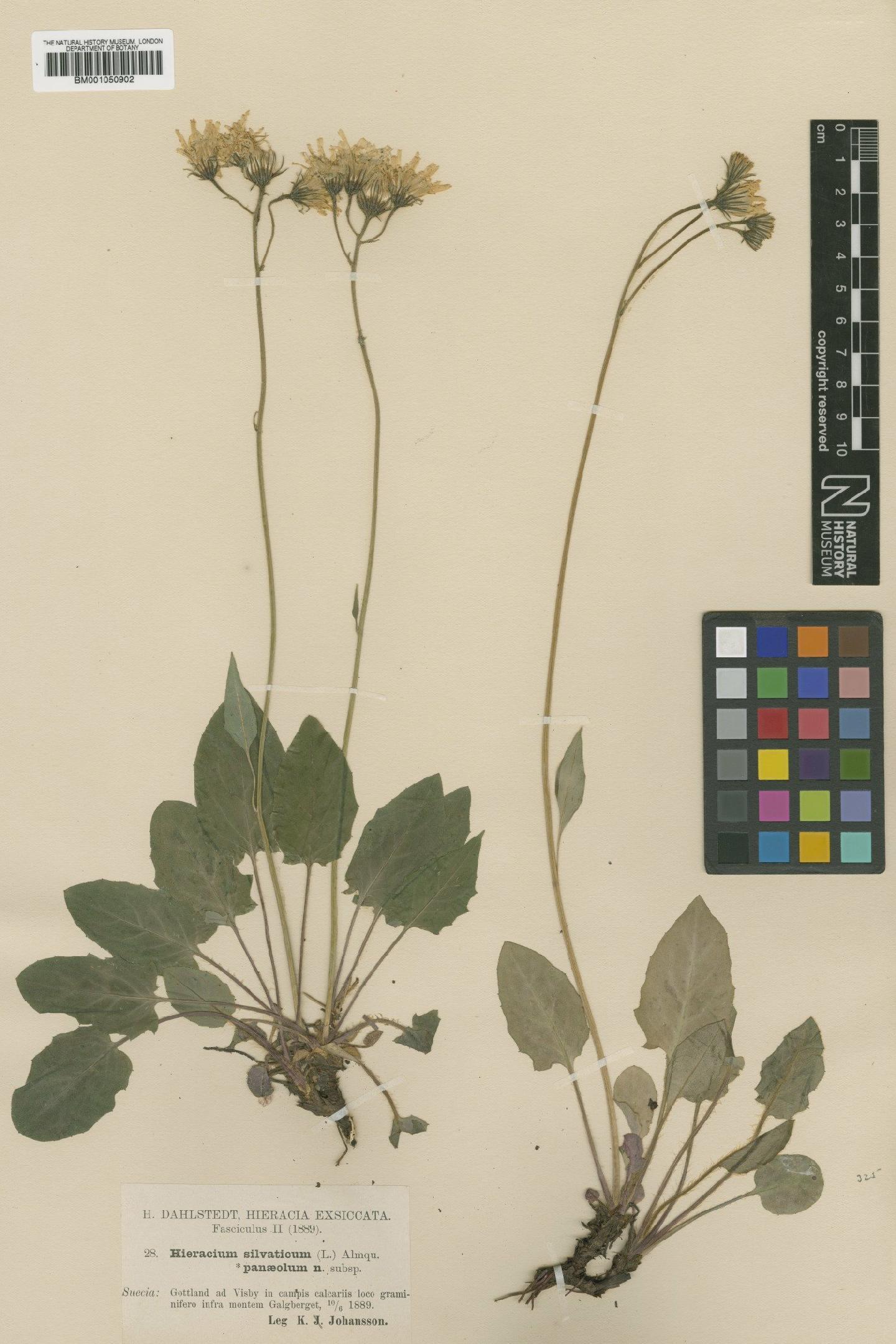 To NHMUK collection (Hieracium murorum subsp. panaeolum (Dahlst.) Zahn; TYPE; NHMUK:ecatalogue:2401496)