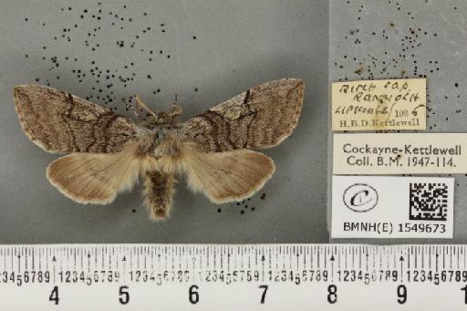 Achlya flavicornis scotica ab. angustifasciata Heydemann, 1938 - BMNHE_1549673_239325