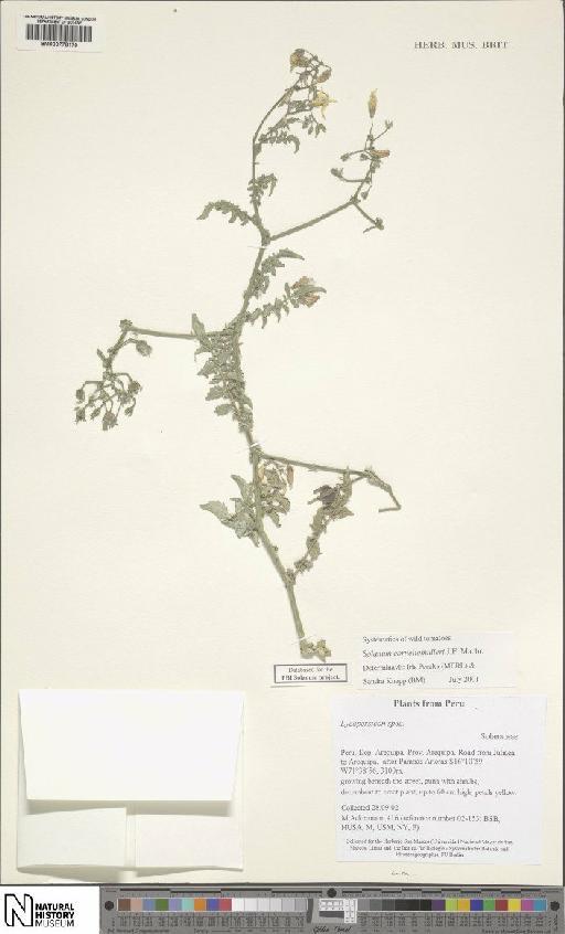 Solanum corneliomulleri J.F.Macbr. - BM000778170