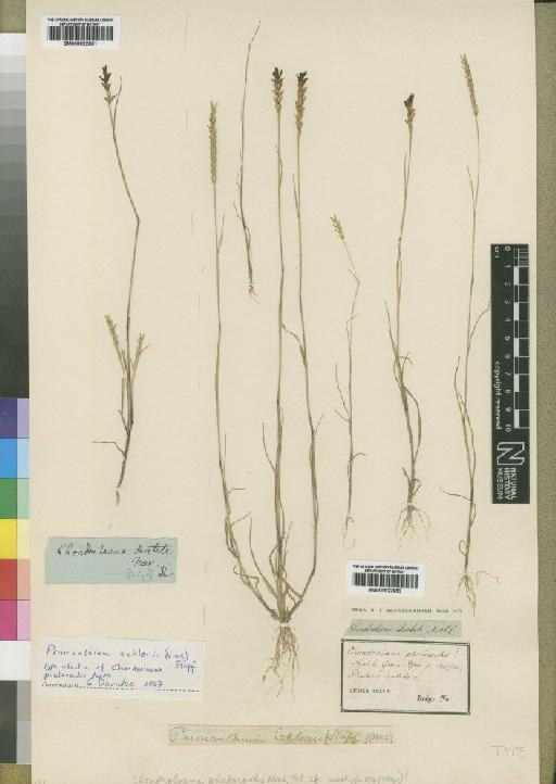 Prionanthium ecklonii (Nees) Stapf - BM000922852