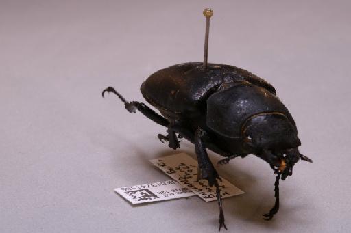 Lucanus cervus (Linnaeus, 1758) - 013741596_additional_4