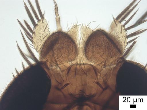 Megaselia nigrescens (Wood, J.H., 1910) - Megaselia nigrescens LT antennae 2