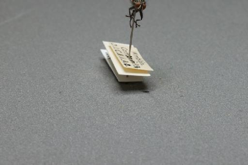 Sarcophaga (Thyrsocnema) incisilobata Pandelle, 1896 - 015093260_additional_4