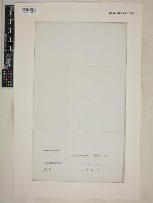 Symphytum officinale L. - BM013722644_packet