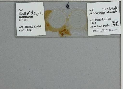 Phlebotomus (Larroussius) kandelakii kandelakii Shchurenkova - 015283788_811457_1329594_157750_NoStatus
