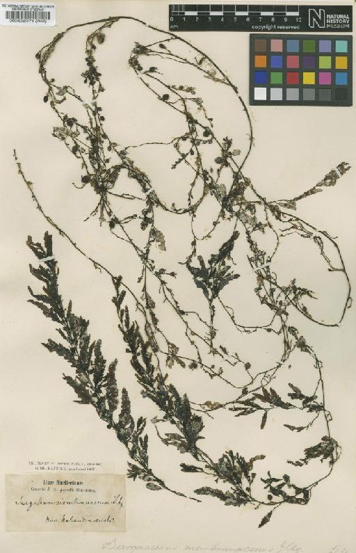 Sargassum paradoxum (R.Br. ex Turner) Gaillon - BM000562971