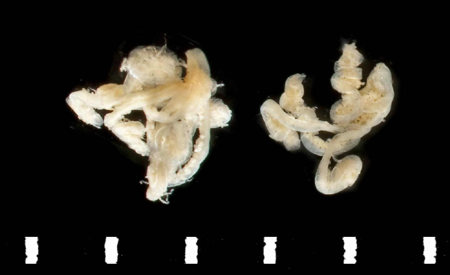 To NHMUK collection (Protula lusitanica McIntosh, 1885; holotype; NHMUK:ecatalogue:3535239)