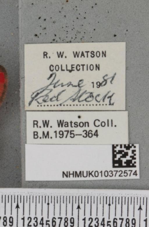 Tyria jacobaeae Watson, 1972 - NHMUK_010372574_label_513346