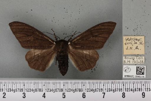 Biston betularia ab. carbonaria Jordan, 1869 - BMNHE_1840144_413140