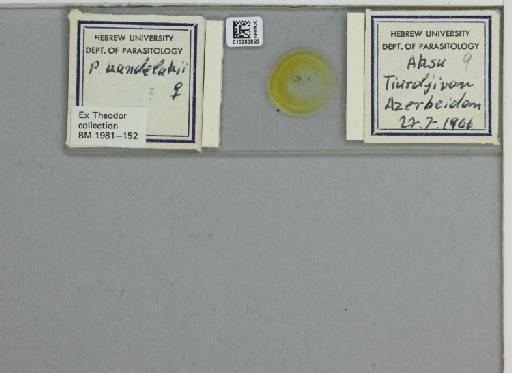 Phlebotomus (Larroussius) kandelakii kandelakii Shchurenkova - 015283855_811457_1329594_157774_NoStatus