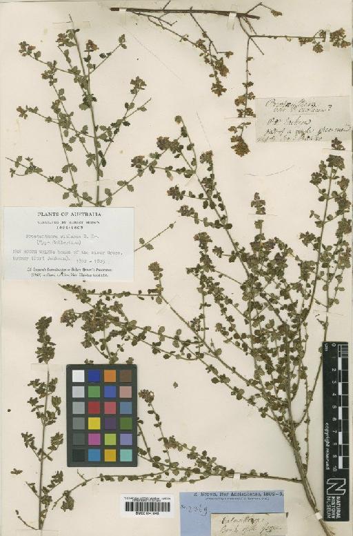 Prostanthera violacea R.Br. - BM001041045