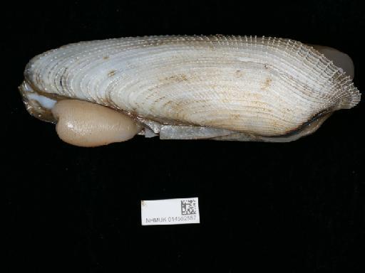 Pholas dactylus subterclass Euheterodonta Linnaeus, 1758 - 014562557_2