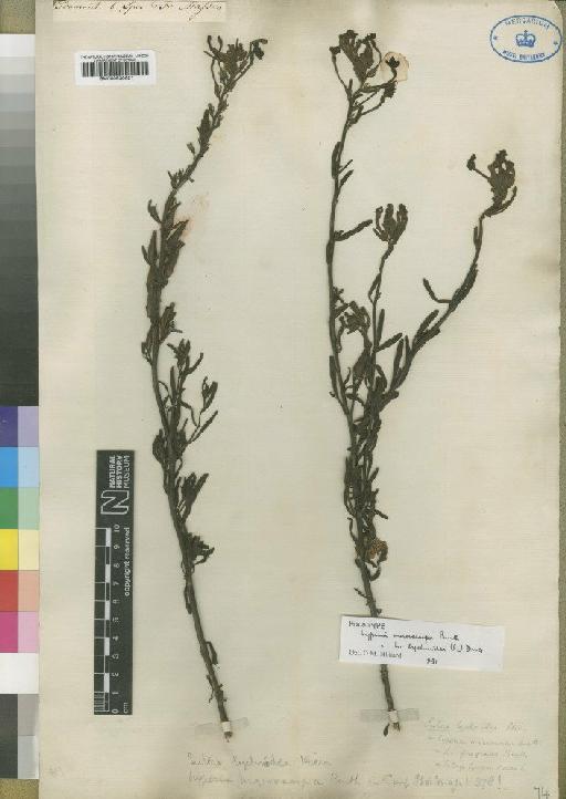 Lyperia lychnidea (L.) Druce - BM000930621