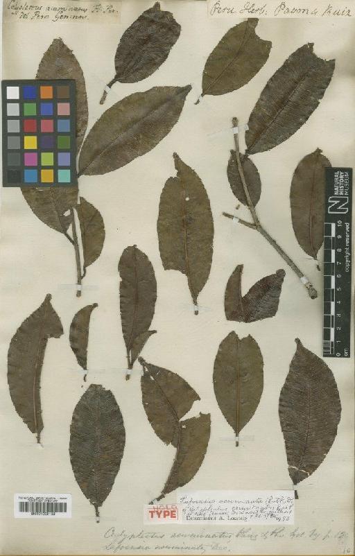 Lafoensia acuminata (Ruiz & Pav.) DC. - BM001008136