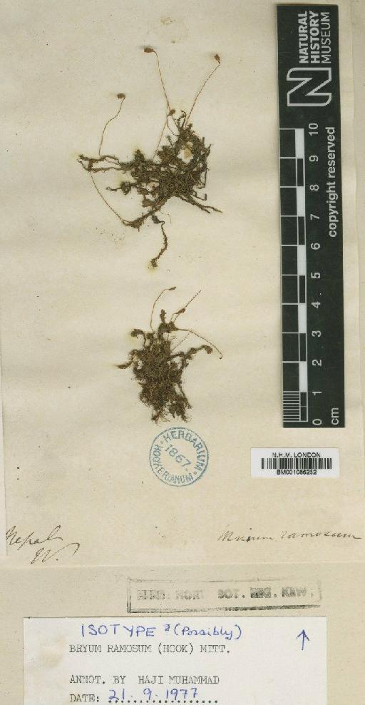 Bryum billarderi Schwägr. - BM001086232