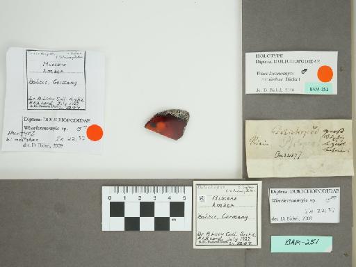 Wheelerenomyia Meunier, 1908 - 014872597_main