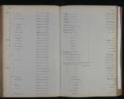 Productus brachythaerus G. B. Sowerby (nom. nud. ) - NHM-UK_P_DF118_05_03_0199