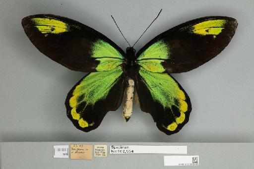 Ornithoptera victoriae regis Rothschild, 1895 - 013602488__