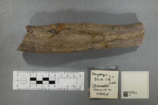 Baryonyx walkeri Charig & Milner, 1986 - 010035466_L010093781