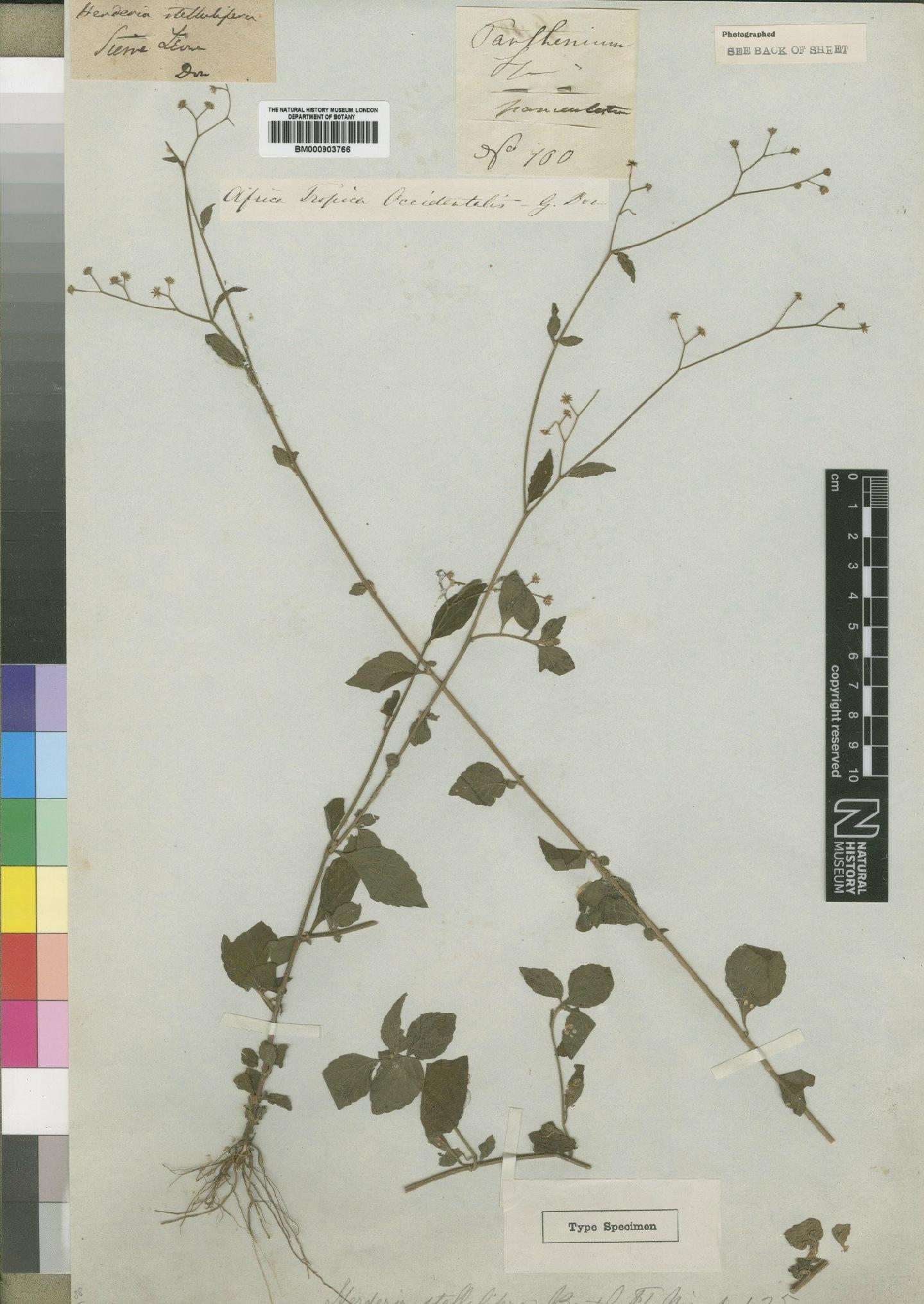 To NHMUK collection (Triplotaxis stellulifera (Benth.) Hutch; Type; NHMUK:ecatalogue:4528823)