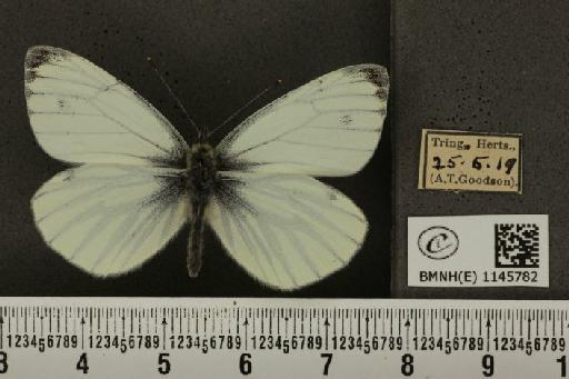 Pieris napi sabellicae Stephens, 1827 - BMNHE_1145782_99878