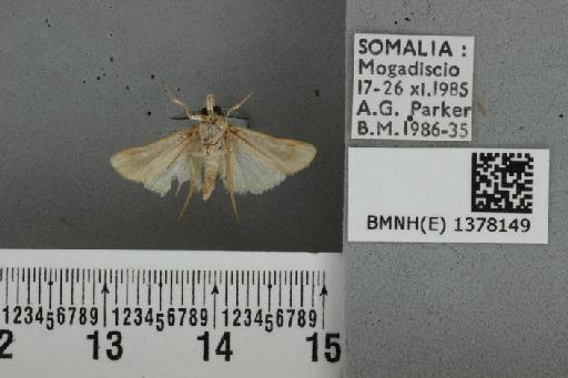 Prionapteryx rubrifusalis (Hampson, 1919) - BMNH(E) 1378149 Surattha rubrifusalis Hampson ventral & labels