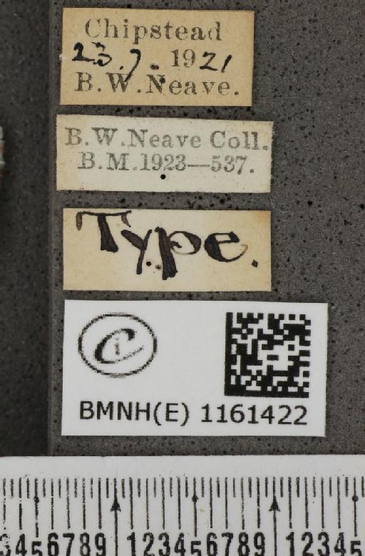 Lysandra coridon (Poda, 1761) - BMNHE_1161422_label_117064