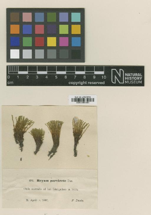 Bryum clavatum (Schimp.) Müll.Hal. - BM000960090_a