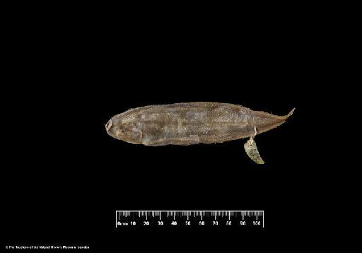 Cynoglossus lighti (Norman, 1925) - BMNH 1924.12.15.87-89, LECTOTYPE & PARALECTOTYPES, Cynoglossus lighti c, upper