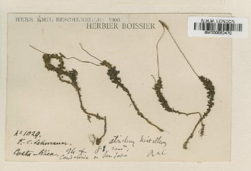 Atrichum androgynum var. oerstedianum (Müll.Hal.) Nyholm - BM000960470