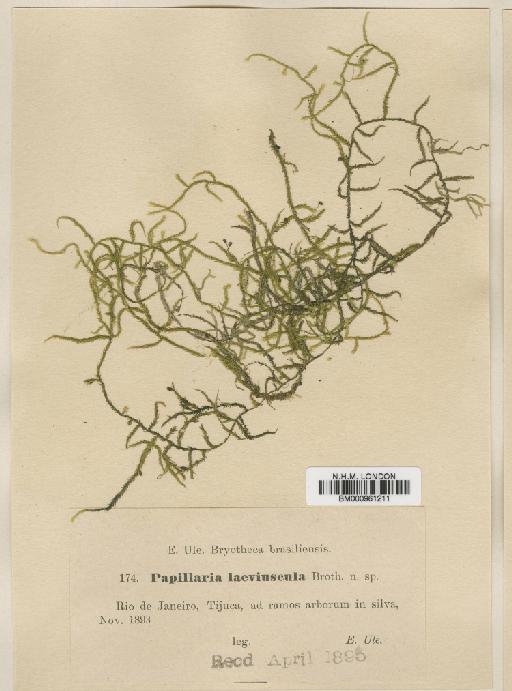 Papillaria tijucae Müll.Hal. - BM000961211