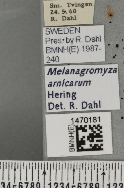 Melanagromyza arnicarum Hering, 1942 - BMNHE_1470181_label_44732