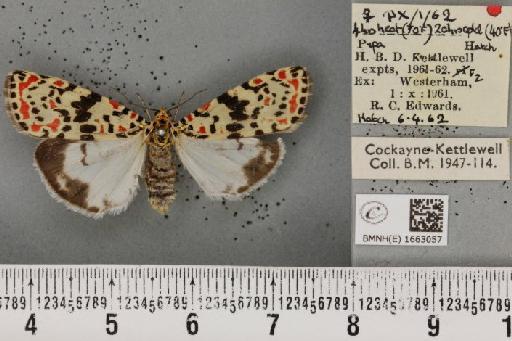 Utetheisa pulchella (Linnaeus, 1758) - BMNHE_1663057_283586