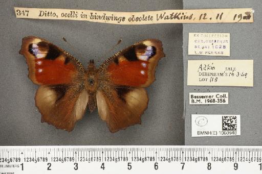 Inachis io ab. belisaria Oberthür, 1889 - BMNHE_1060948_21494