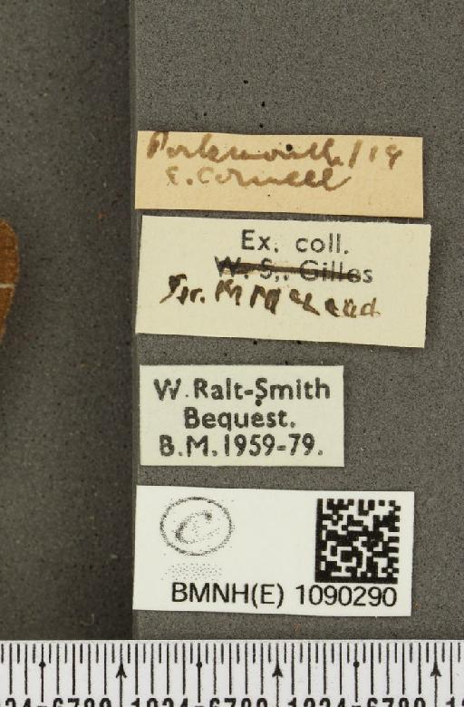 Pyronia tithonus britanniae ab. mincki Seebold, 1892 - BMNHE_1090290_label_621