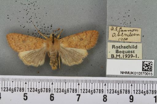 Agrochola circellaris ab. undata Vieweg, 1789 - NHMUK_010570015_627727