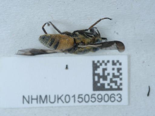 Chrysops relictus Meigen, 1820 - 015059063_1