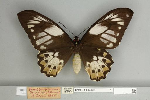 Ornithoptera priamus pronomus Gray, 1852 - 013604152__