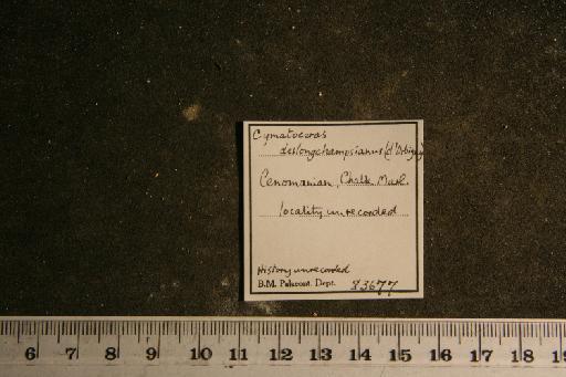 Cymatoceras deslongchampsianum (d'Orbigny) - PI OR 83677 Cymatoceras deslongshampsianum