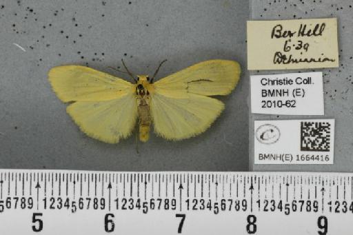 Wittia sororcula (Hufnagel, 1766) - BMNHE_1664416_290338