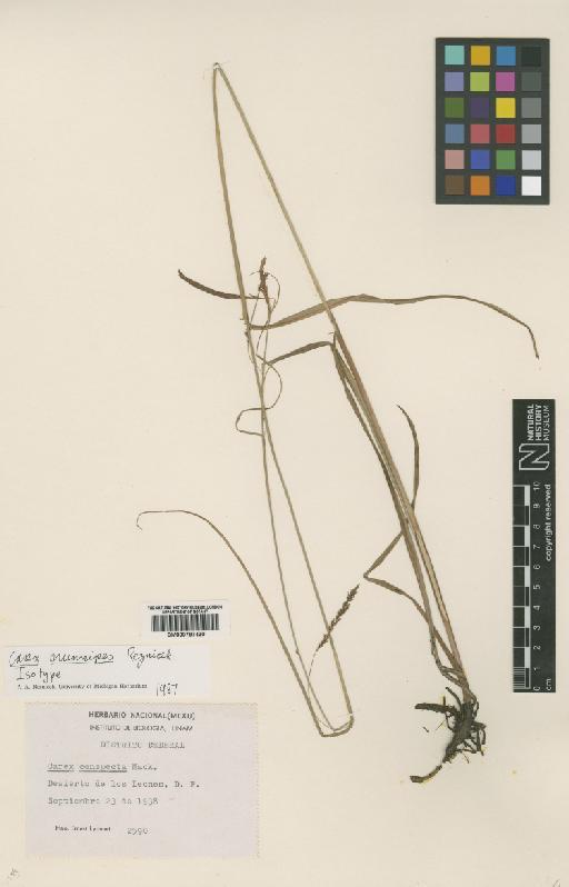 Carex brunnipes Reznicek - BM000797430