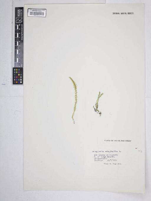 Selaginella selaginoides (L.) P.Beauv. ex Schrank & Mart. - BM001185107