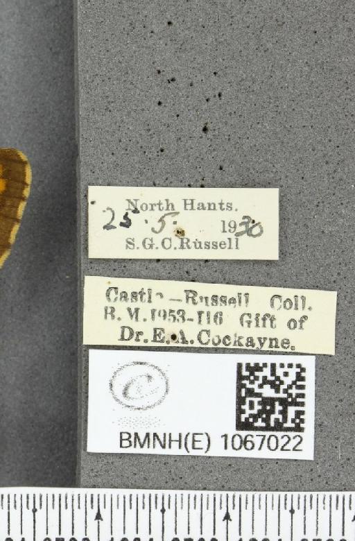 Lasiommata megera (Linnaeus, 1767) - BMNHE_1067022_label_30018