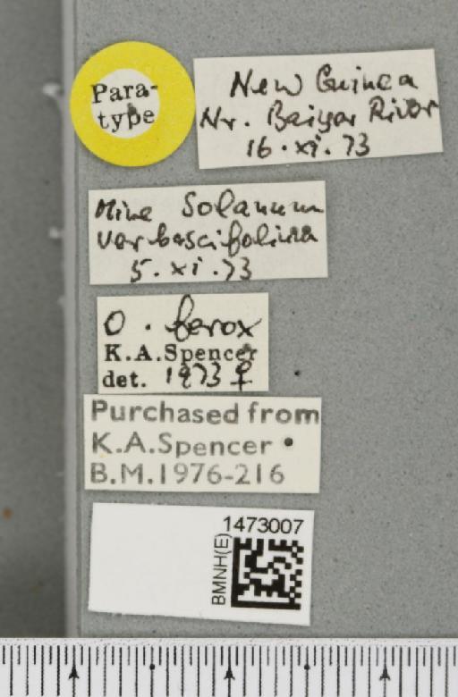 Ophiomyia ferox Spencer, 1977 - BMNHE_1473007_label_47391